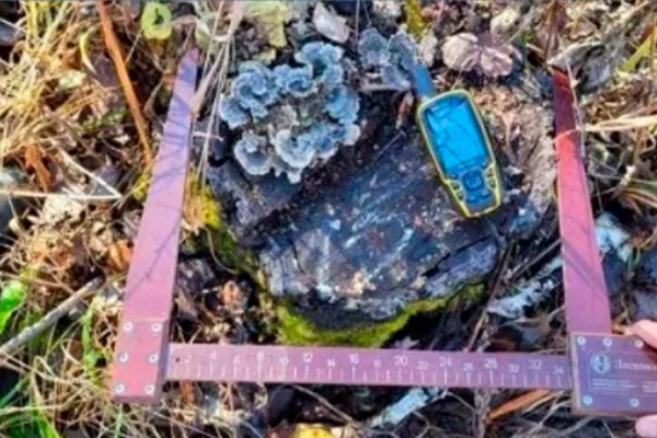 Оперативная съемка задержания незаконных лесорубов и конфискованная спецтехника в заснеженном лесу Кузбасса.